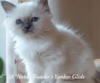 SE-Noble Wonders Yankee Glide_180144