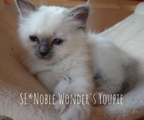 SE-Noble Wonders Youpie_180552