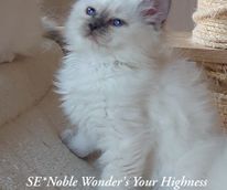 SE-Noble Wonders Your Highness_180659