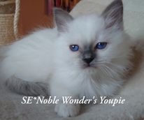 SE-Noble Wonders_Youpie_182730