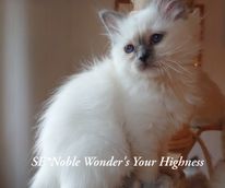 SE-Noble Wonders_Your Highness_182428