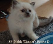 SE Noble Wonders Ecurie D_175923