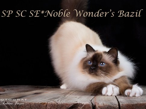 SP SC SE*Noble Wonder's Bazil