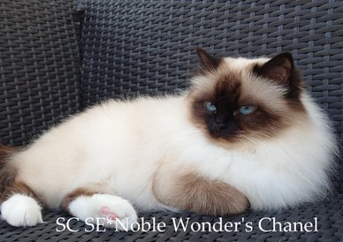 SC SE*Noble Wonder's Chanel