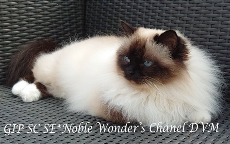 GIP SC SE*Noble Wonder's Chanel