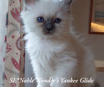 SE-Noble Wonders Yankee Glide_181500