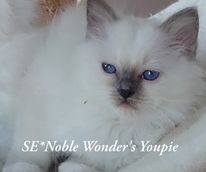 SE-Noble Wonders Youpie_181254
