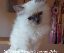 SE-Noble Wonders_Yarrah Boko_181915