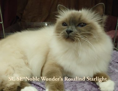 SC SE*Noble Wonder's Rosalind Starlight