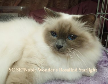 SC SE*Noble Wonder's Rosalind Starlight