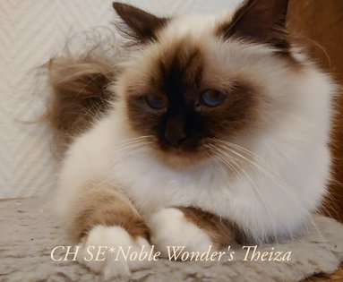 CH SE*Noble Wonder's Theiza
