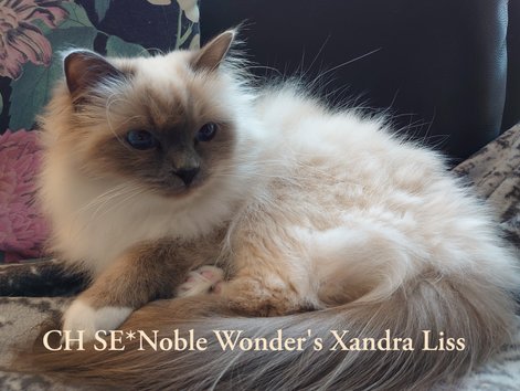 SE*Noble Wonder's Xandra Liss